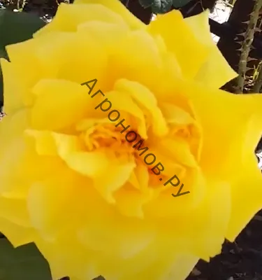 Роза флорибунда Артур Белл / Arthur Bell - «Выращивание розы флорибунды  Arthur Bell в Дании и России. Удобрение и агротехника. » | отзывы