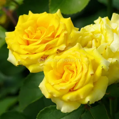 Саженцы роз флорибунда Артур Белл (Професійне насіння) купить в Украине -  цена, фото, отзывы | Agrolife