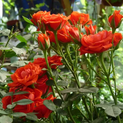 Роза Arthur Bell (Артур Белл) – купить саженцы роз в питомнике в Москве