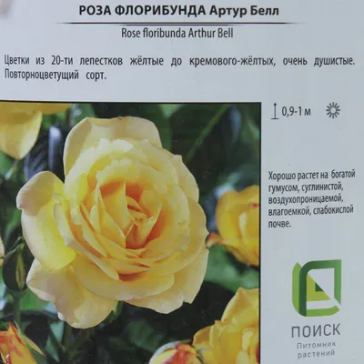 Розы Ирландские растут в Сибири | Цветущий сад Татьяны | Дзен