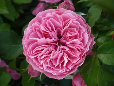 Роза флорибунда Артур Белл - 70 фото