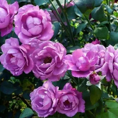Саженцы розы флорибунда Дольче велле (Deutsche Welle) купить в Москве по  цене от 1 800 до 3060 руб. - питомник растений Элитный Сад