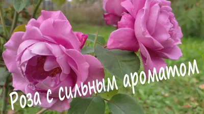 Роза «Дойче Велле» (флорибунда) - Питомник Веселый Садовник