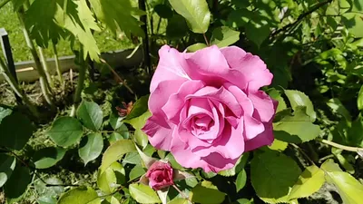 Роза флорибунда Фрайфрау Каролина (Rosa floribunda Freifrau Caroline)  купить в спб лисий нос Беговая Приморский район Черная речка