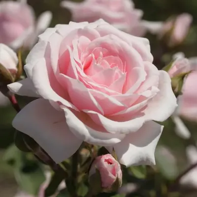 Роза флорибунда \"Дойче Велле\" - как зацвела в середине июня, так и  продолжала цвести сквозь до заморозков. Пришлось в конце октяб… | Календарь  садовода, Розы, Цветы