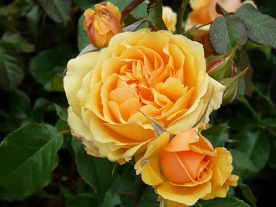 РОЗЫ ФЛОРИБУНДА. РАЗНООБРАЗИЕ ОКРАСОК И ФОРМЫ. Beautiful roses. Floribunda.  Rose garden. - YouTube