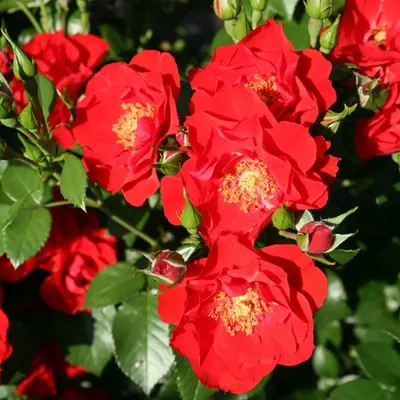 Розы флорибунда «Дойче Велле» – купить в Алматы по цене тенге –  интернет-магазин Леруа Мерлен Казахстан