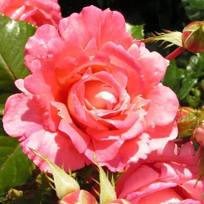 Роза флорибунда Дойче Велле 🌿 роза Дойче Велле обзор: как сажать саженцы розы  Дойче Велле - YouTube