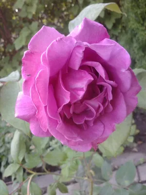 Buy Spray rose Rosa 'Deutsche Welle' purple - Bare rooted - Hardy plant |  Bakker.com