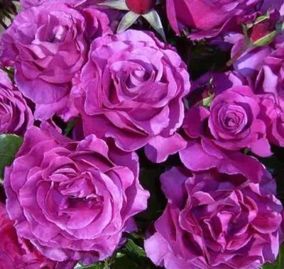 Мои розы Флорибунда. Кто из них \"смотрит\" вверх. | Про розы, сад и  путешествия | Дзен