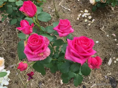 Buy Spray rose Rosa 'Deutsche Welle' purple - Bare rooted - Hardy plant |  Bakker.com