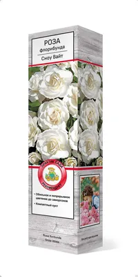 Купить оптом Роза флорибунда Pigalle 85 (Пигаль 85)