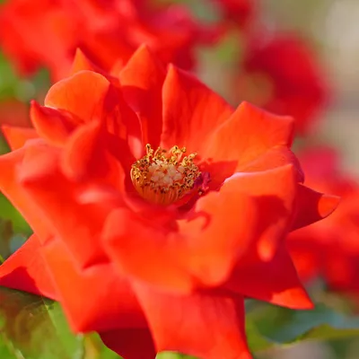 File:Rosa floribunda escapade.jpg - Wikipedia