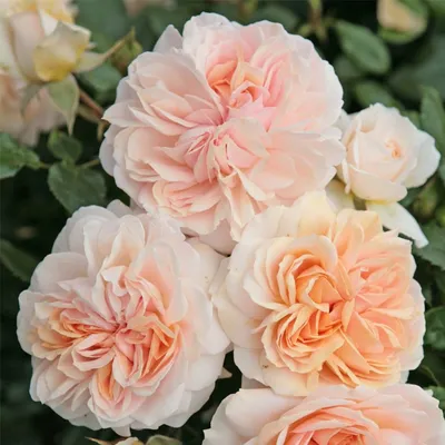 Varieties Of Floribunda Roses For Your Garden | Lawn.com.au