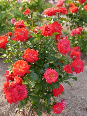 Heirloom Roses - Veranda® Cream Floribunda Rose Bush - Walmart.com