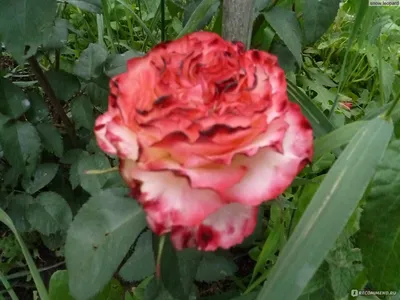 Rose, Flamenco, バラ, フラメンコ, | Beautiful flowers garden, Planting roses,  Beautiful flowers