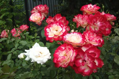 Heirloom Roses - Veranda® Cream Floribunda Rose Bush - Walmart.com