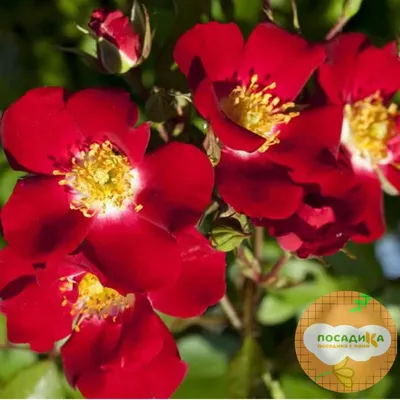 Difference Between Hybrid Tea and Floribunda Roses - YouTube