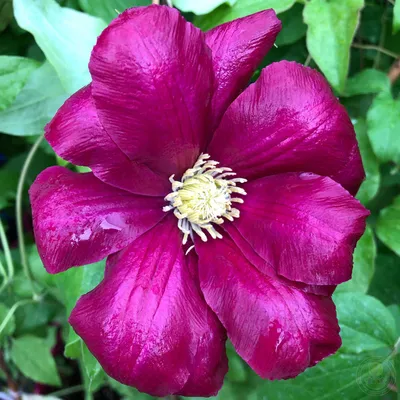 Red floribunda fruits hi-res stock photography and images - Alamy