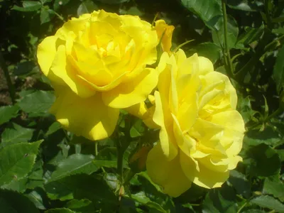 Роза флорибунда Фрезия (Friesia). - YouTube