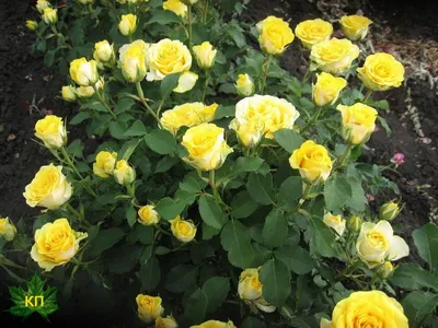 Роза флорибунда Фрезия - купить в Украине — интернет-магазин СолнцеСад
