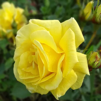Саженец розы флорибунда сорт \"Фрезия\" С6 — цена в Сызрани, купить в  интернет-магазине, характеристики и отзывы, фото