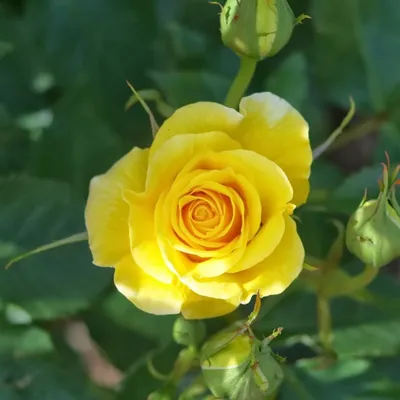 Роза флорибунда Фрезия (Friesia) купить выгодно Сады-Эдема.рф – интернет  магазин растений для сада