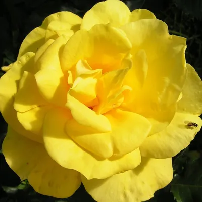 Роза флорибунда Фрезия с доставкой! 🌱 [Р460152]