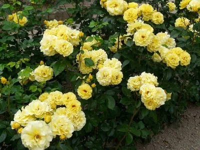 Роза саженец Фрезия, С5 (ориг. Friesia), купить, цена - «Зеленый Сад», Спб