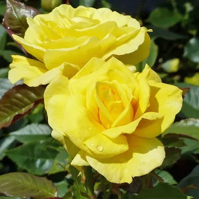 Солнечный цветок - Фрезия! | В Мире прекрасного! И другого разного. | Дзен