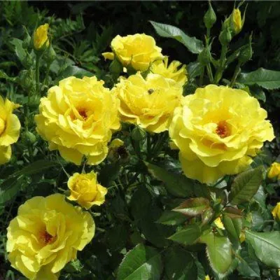 Саженцы цветов Роза флорибунда (кустовая) Фрезия Семена Алтая 151264287  купить в интернет-магазине Wildberries