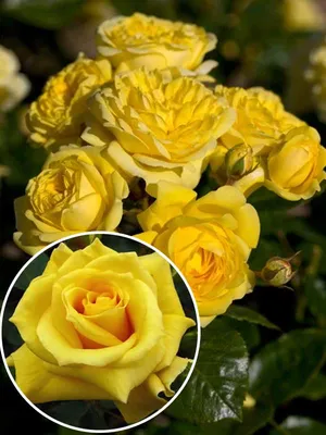 Роза Фрезия (флориб. желтый)