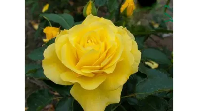 Роза флорибунда Фрезия - YouTube