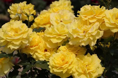 Саженцы розы флорибунда Фрезия (Friesia) купить в Москве по цене от 1 800  до 3060 руб. - питомник растений Элитный Сад