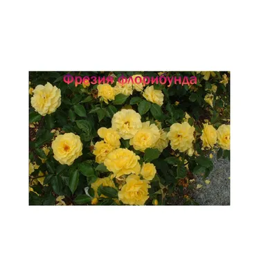 Саженцы роз флорибунда Фрезия купить в интернет магазине Ктон