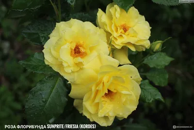 Саженцы розы Фрезия купить в Москве по цене от 630 до 1125 руб. - питомник  растений Элитный Сад