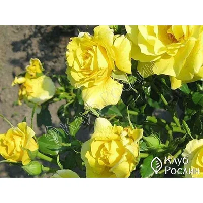Роза флорибунда Фрезия (rose freesia friesia) 🌿 роза Фрезия обзор: как  сажать саженцы розы Фрезия - YouTube