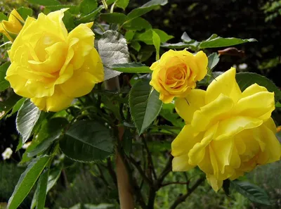 Роза флорибунда Фрезия - купить по низкой цене с доставкой