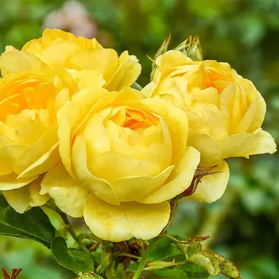 Саженцы цветов Роза флорибунда (кустовая) Фрезия Семена Алтая 151264287  купить в интернет-магазине Wildberries