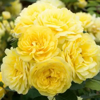 Роза флорибунда Фрезия на штамбе, купить саженцы розы флорибунда фрезия на  штамбе в Москве в питомнике недорого!