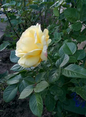 Роза штамб Фрезия(флорибунда) по цене 80 руб. - купить саженец с доставкой  по Беларуси