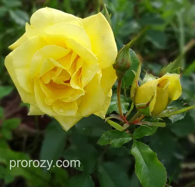 Роза флорибунда фрезия - 64 фото