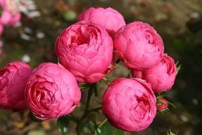 Роза флорибунда Помпонелла: купить в Москве саженцы Rosa Pomponella в  питомнике «Медра»