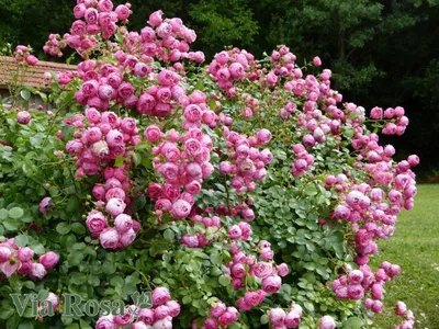 Роза флорибунда Помпонелла (Rosa Floribunda Pomponella) ОКС осень 2024 хит  продаж — Питомник Летний сад