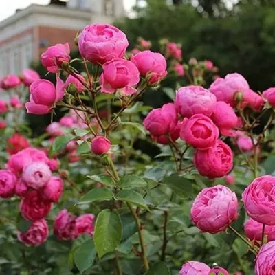 Купить Роза флорибунда 'Помпонелла' / Rosa floribunda 'Pomponella' с  доставкой в Подмосковье в Сергиевом Посаде в питомнике АгроПАРК