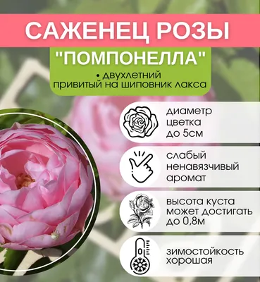 Роза флорибунда Помпонелла 1 шт - купить в интернет-магазине «Агросемфонд»  с доставкой Почтой России