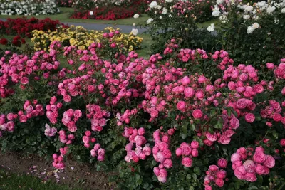 Роза флорибунда Pomponella - biudmarket.ru