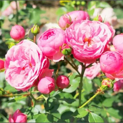 Роза Помпонелла (Pomponella) Флорибунда: саженцы роз, более 400 сортов роз,  розы в контейнере, питомник саженцев роз, розы от производителя. доставка  по всей Украине. качественные саженцы, рассада и саженцы цветов от \"Розарий  вашей