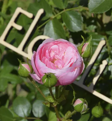 Купить Роза флорибунда 'Помпонелла' / Rosa floribunda 'Pomponella' с  доставкой в Подмосковье в Сергиевом Посаде в питомнике АгроПАРК