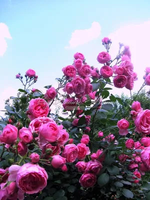 Роза кордес флорибунда помпонелла - 72 фото